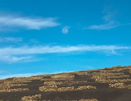 Moon-Over-Vineyard.jpg