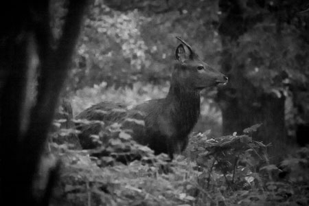 20151027_Minsmere_024.jpg