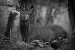 20151027_Minsmere_037.jpg