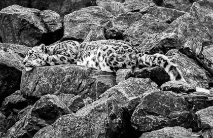 20180818_S-Lakeland-Zoo_126-Enhanced-NR-2_Nik_SE.jpg