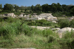 20060430_Kruger_251-E-E-3.jpg