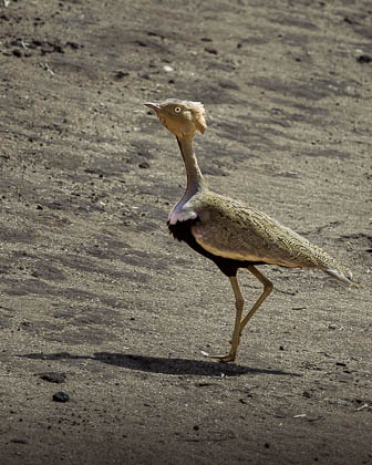 My Creative Realizations
 Hero