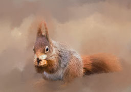 20200118_red-squirrel_020-E-4.jpg